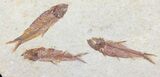 Multiple Knightia Fossil Fish - Wyoming #60786-2